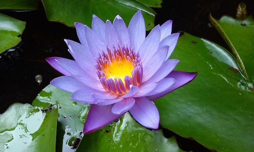 右归丸搭配龟鹿补肾丸怎么样-右归丸和全鹿丸哪个效果好、右归丸和全鹿丸哪个效果好 -右归丸和全鹿丸有什么区别网